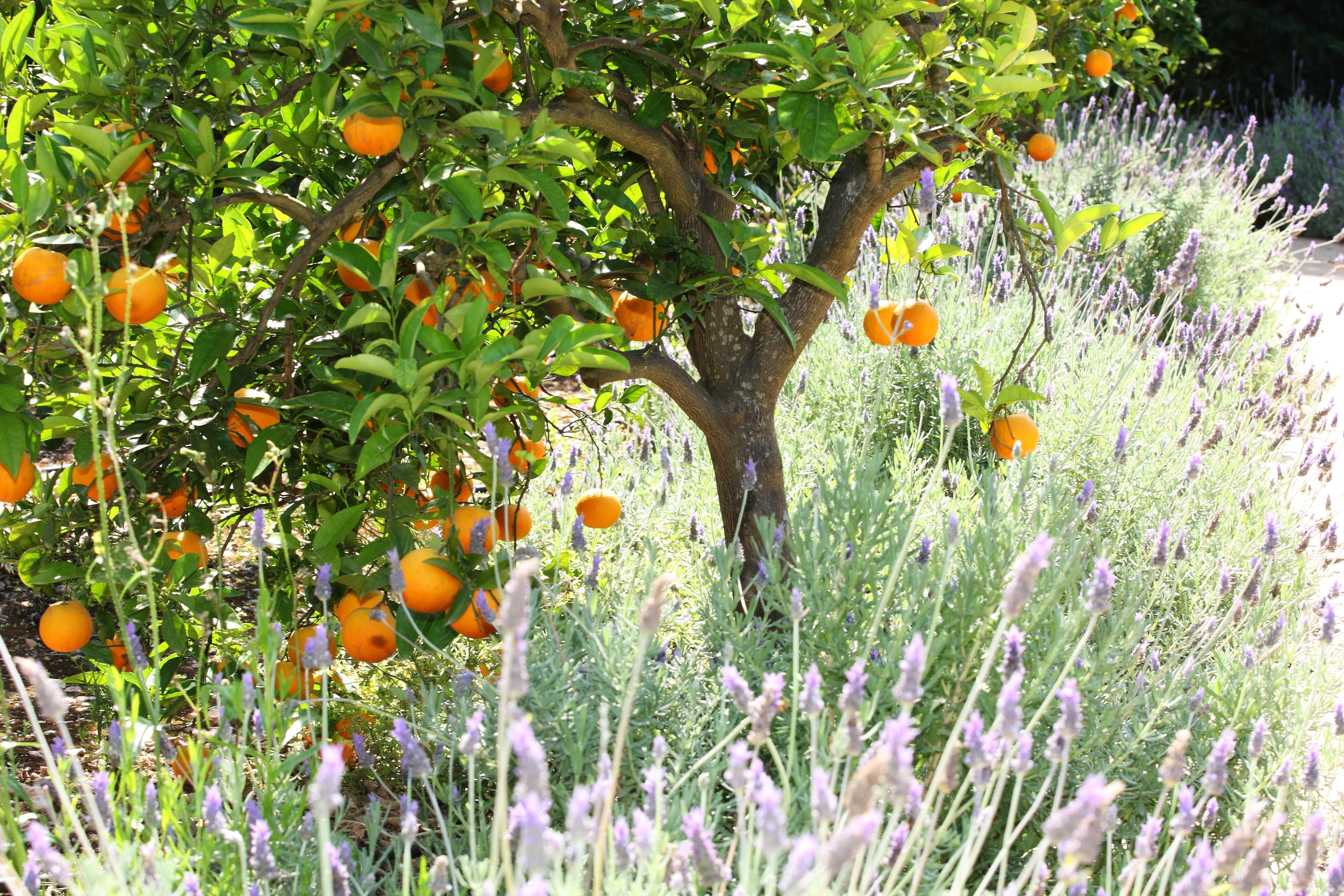 Ca's Curial - - Adults Only Soller