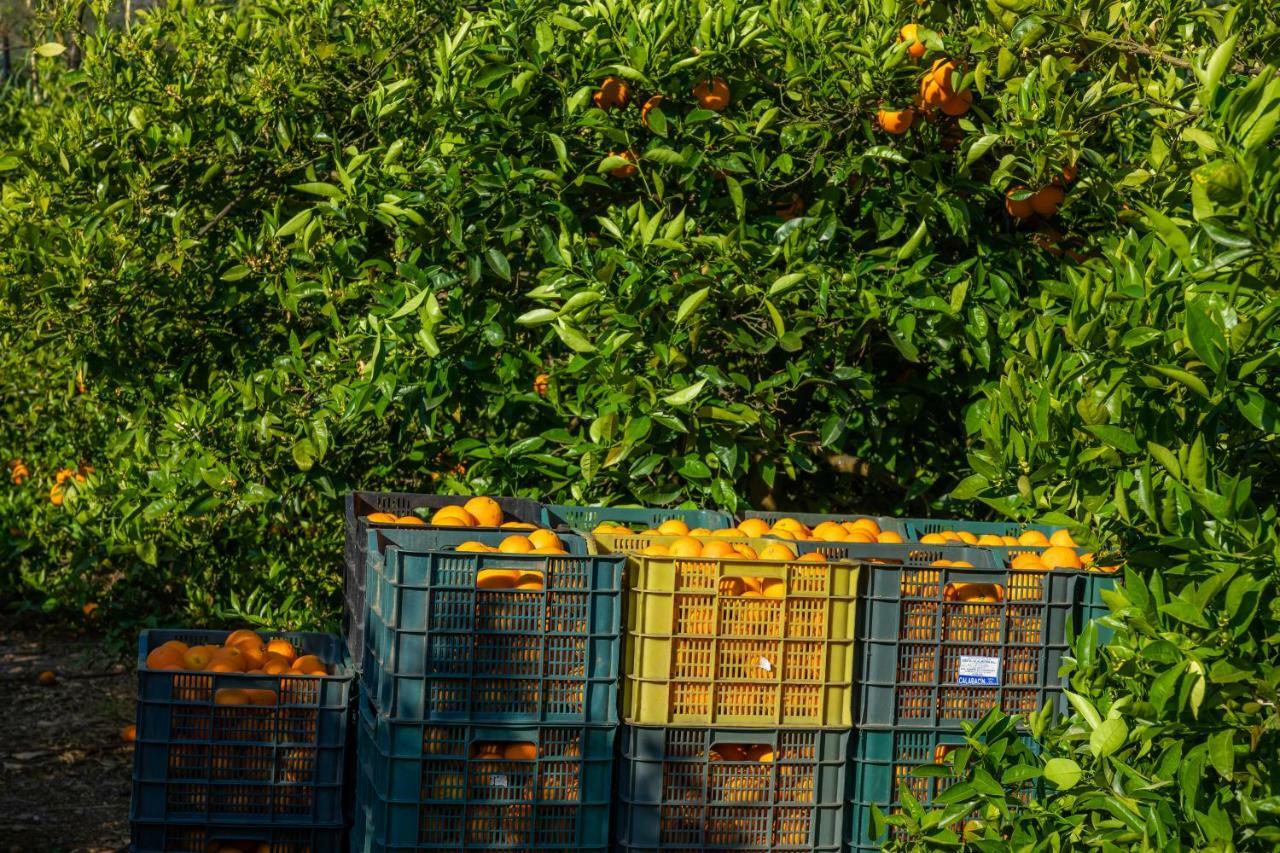 Ca's Curial - - Adults Only Farm stay *